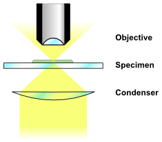 Brightfield illumination